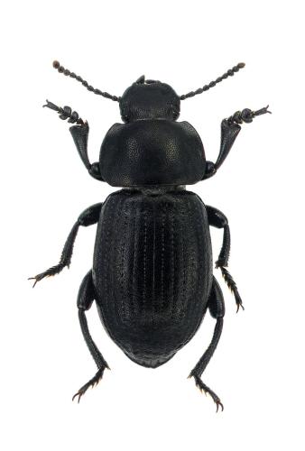 Heliopates luctuosus